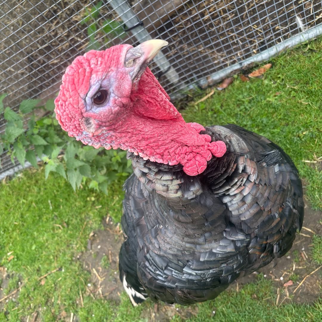 Heaton Park Animal Centre — open (every day except Wednesdays)